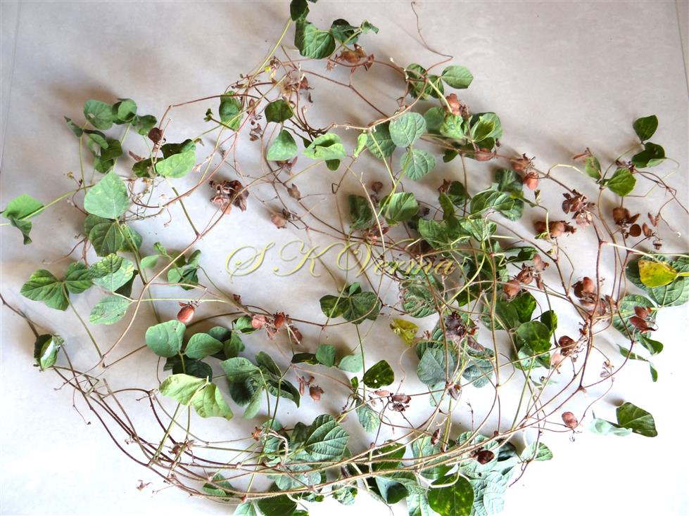  Plants